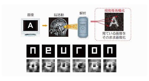 neuron_images_i_brain