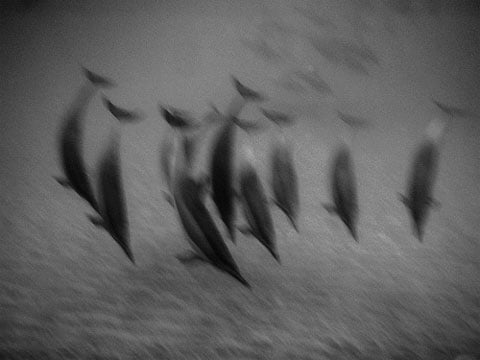 blurry_dolphins_on_lanai_dancing