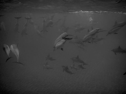dolphins_big_group_hawaii_lanai