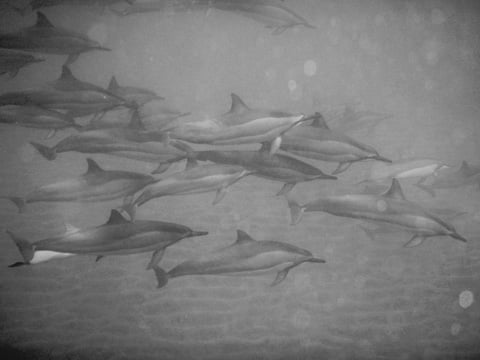 dolphins_lanai_bw_ronnestam_photography