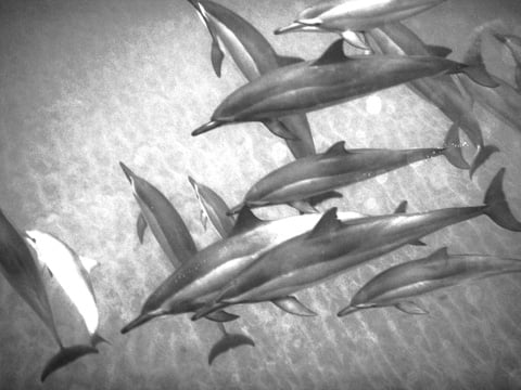 dolphins_lanai_hawaii_ronnestam