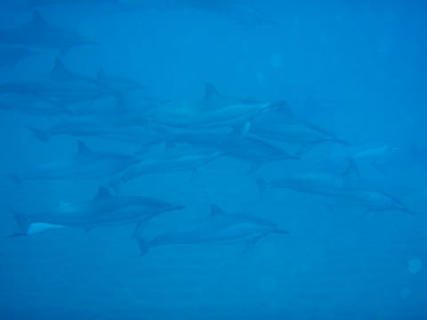 dolphins_lanai_ronnestam_photography