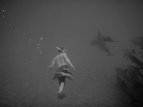 ronnestam_diving_with_dophins_lanai